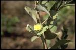 leaf and flower